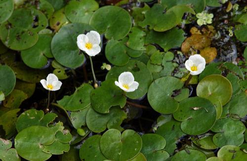 a picture of European frogbit that grows in thick mats in water