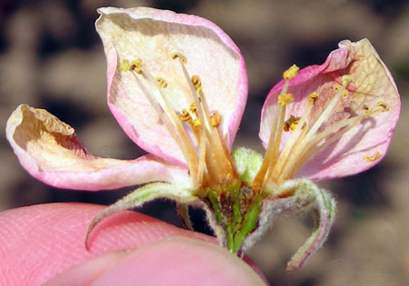 Apple flower freeze damage