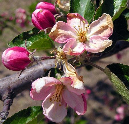 Apple flowers freeze damage