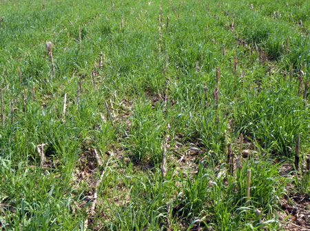 Cereal rye