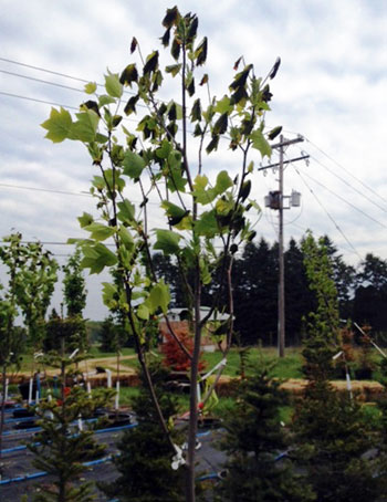 Frost damage on tulip poplar