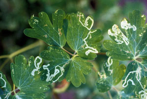 leafminer