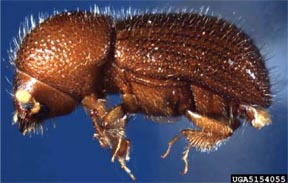 Ambrosiodmus rubricollis Ambrosiodmus rubricollis