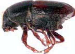 The banded elm bark beetle has a dark band across the brown elytra (wing covers). The banded elm bark beetle has a dark band across the brown elytra (wing covers).