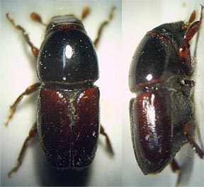 The larger shothole borer. The larger shothole borer.