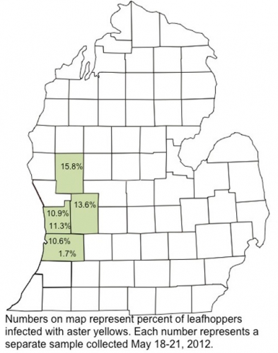 infectivity of leafhoppers infectivity of leafhoppers