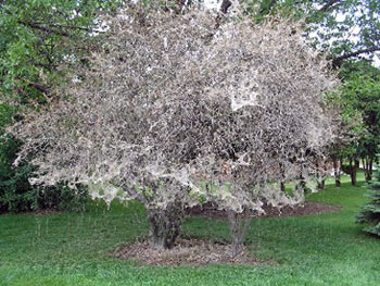 webworm tent