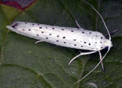 webworm moth