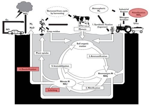 Nitrogen Cycle