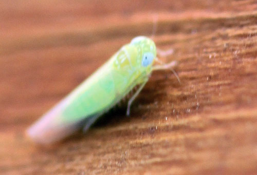 potato leafhopper potato leafhopper