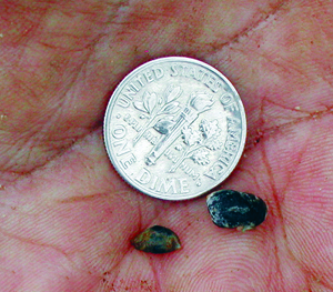 Sclerotia of Sclerotinia sclerotiorum Sclerotia of Sclerotinia sclerotiorum