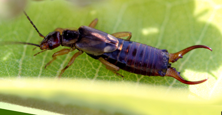 Earwig Earwig