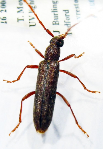 Twig pruner beetle Twig pruner beetle