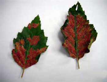 Leaves with erinea Leaves with erinea