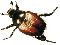Japanese beetle Japanese beetle