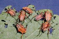 rose chafers rose chafers