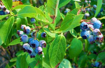 fruit fruit