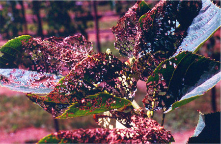 Japanese beetle damage Japanese beetle damage