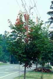 Verticillium wilt Verticillium wilt