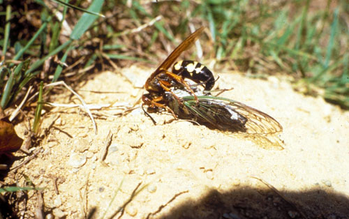 Cicada killer