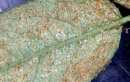 Spider mites Spider mites