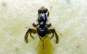 Apple maggot fly Apple maggot fly