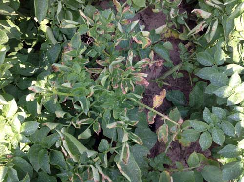 Stem lesions on potato Stem lesions on potato