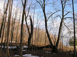 Storm damage to a maple tree