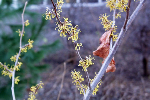 Witchhazel flowers