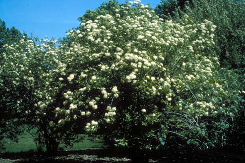 Blackhaw viburnum Blackhaw viburnum