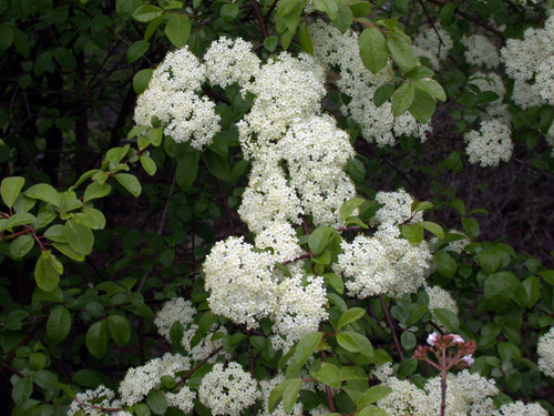 Blackhaw viburnum flowers Blackhaw viburnum flowers