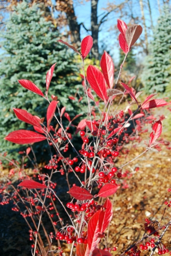 Red chokeberry Red chokeberry