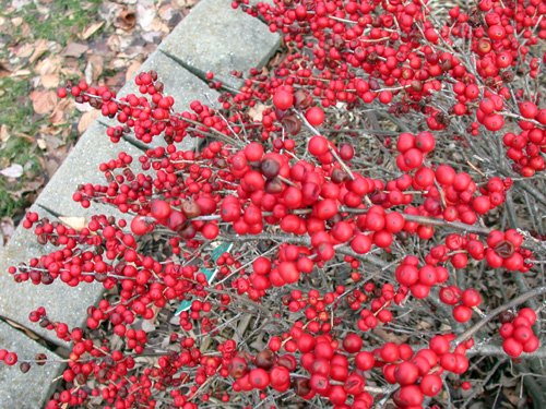 Michigan holly Michigan holly