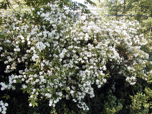 Common ninebark Common ninebark