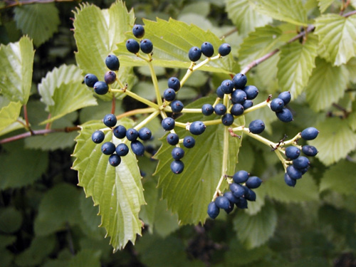 Arrowwood viburnum fruit