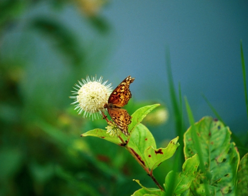 Buttonbush flowers