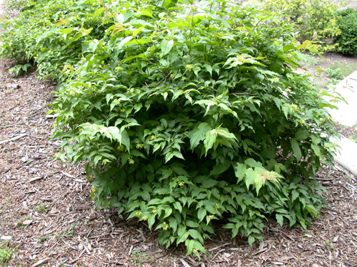 Bush honeysuckle Bush honeysuckle