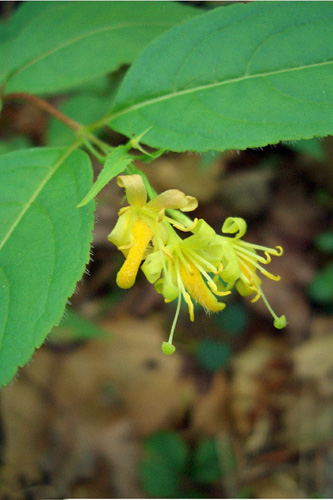 Bush honeysuckle flowers