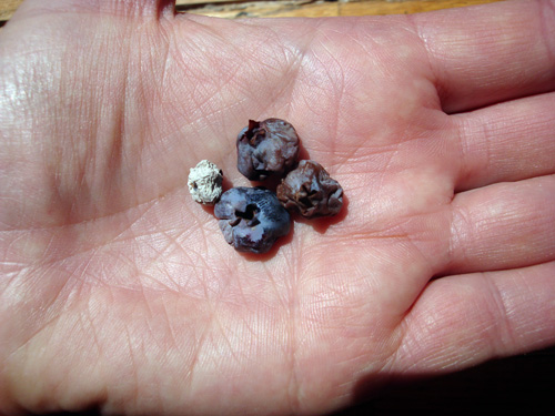 Mummy berry shriveling up Bluecrop berries