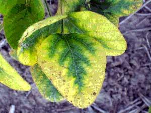 K deficiency in soybean
