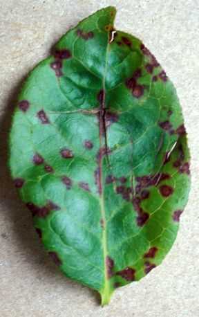 spots on leaves spots on leaves
