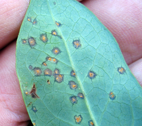 Pustulte on leaves Pustulte on leaves