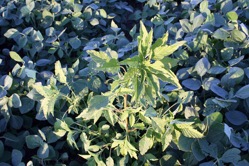 palmer amaranth