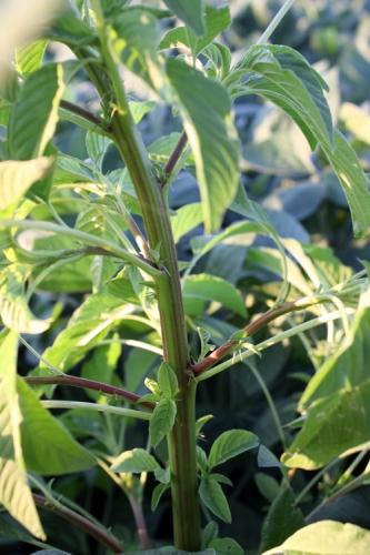 palmer amaranth