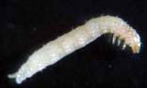 Larvae Larvae