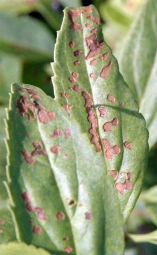 Feeding damage of lilac Feeding damage of lilac