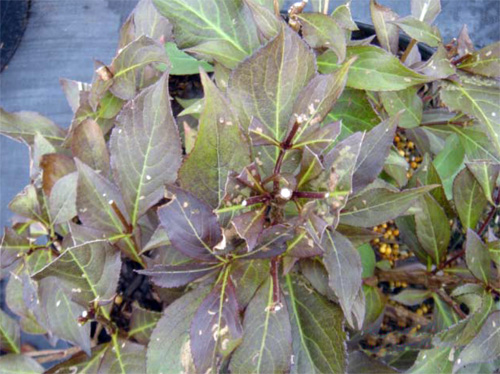 Red headed flea beetle damage Red headed flea beetle damage