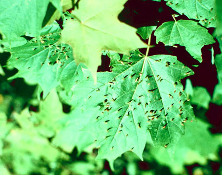 Maple spindle gall