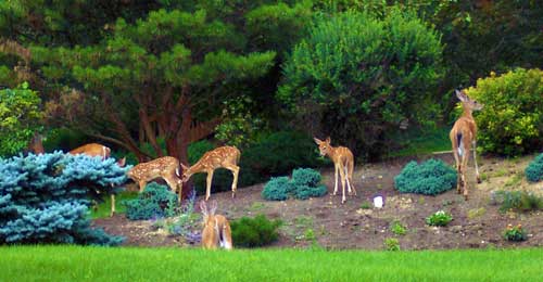 Deer browsing