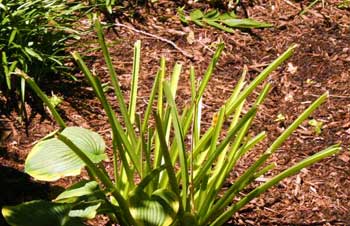 Leaves chewed off to stem Leaves chewed off to stem